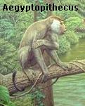 Aegyptopithecus