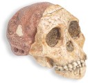 Australopithecus africanus skull