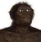 Australopithecus africanus