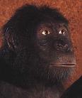 Australopithecus anamensis