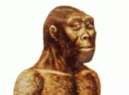 Australopithecus robustus