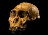 Australopithecus sediba