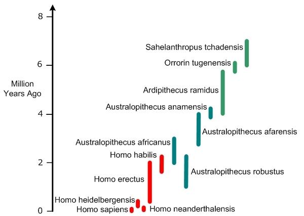 Hominid Family Tree