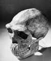 Homo erectus skull