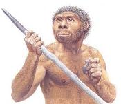 Homo erectus