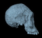 Homo georgicus skull