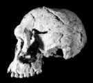 Homo habilis skull