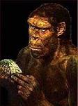 Homo habilis